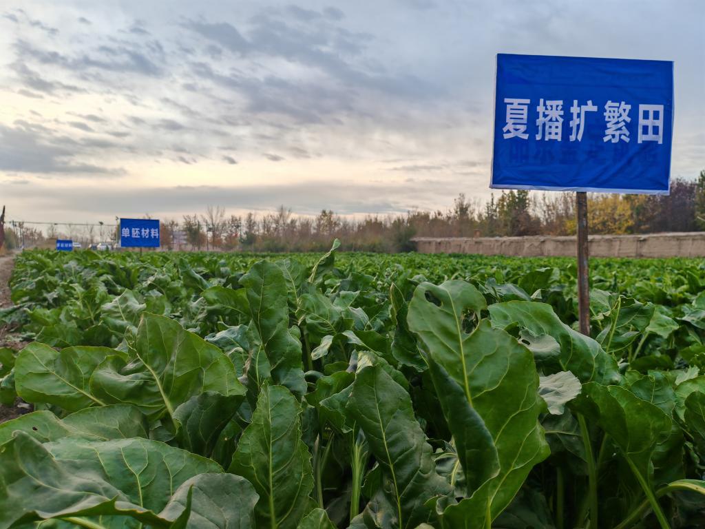 我國(guó)甜菜種子丸粒化加工技術(shù)取得重要突破(圖1)