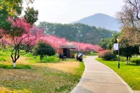 2024杭州超山梅花最佳賞梅時(shí)間
