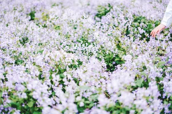 2024年武漢花博匯春季有哪些花看？附花期時(shí)間
