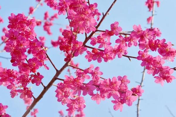 2024年武漢花博匯春季有哪些花看？附花期時(shí)間