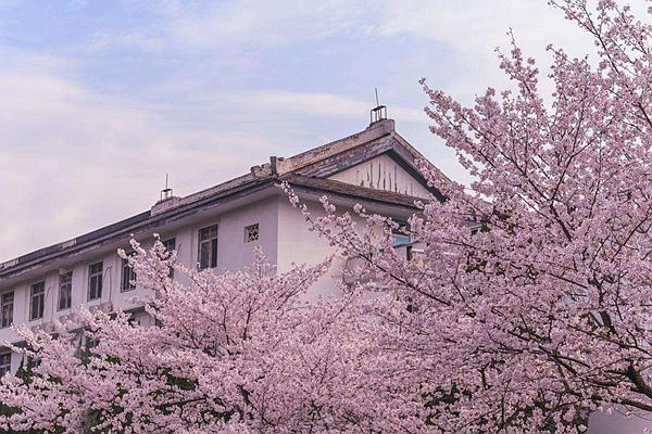 2024武大櫻花預(yù)約官網(wǎng)地址、門票及開放時(shí)間介紹
