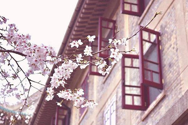 2024武大櫻花預(yù)約官網(wǎng)地址、門票及開放時(shí)間介紹