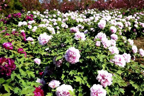 無(wú)錫哪里看牡丹花