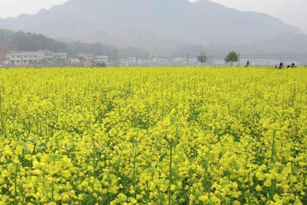瀏陽油菜花什么時(shí)候開 看油菜花的地方有哪些