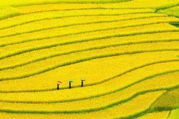 瀏陽油菜花什么時(shí)候開 看油菜花的地方有哪些 瀏陽油菜花什么時(shí)候開 看油菜花的地方有哪些