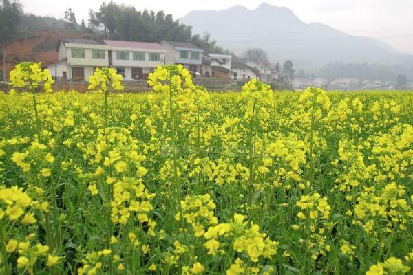 瀏陽油菜花什么時(shí)候開 看油菜花的地方有哪些