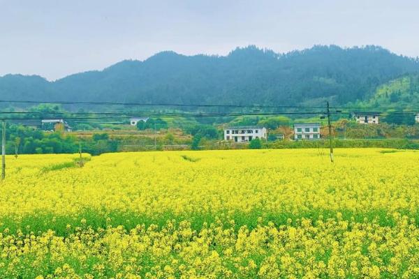 瀏陽油菜花什么時(shí)候開 看油菜花的地方有哪些