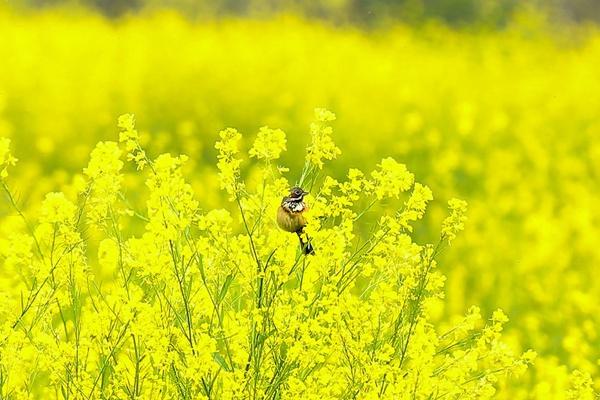 瀏陽油菜花什么時(shí)候開 看油菜花的地方有哪些 瀏陽油菜花什么時(shí)候開 看油菜花的地方有哪些