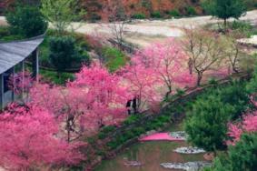 韶關(guān)櫻花谷花開(kāi)了嗎現(xiàn)在