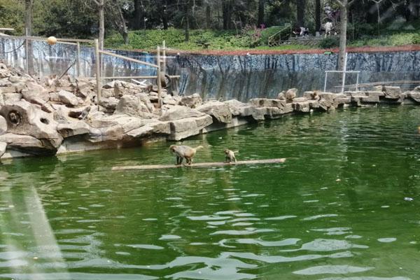 南京紅山森林動(dòng)物園游玩攻略 一日游攻略