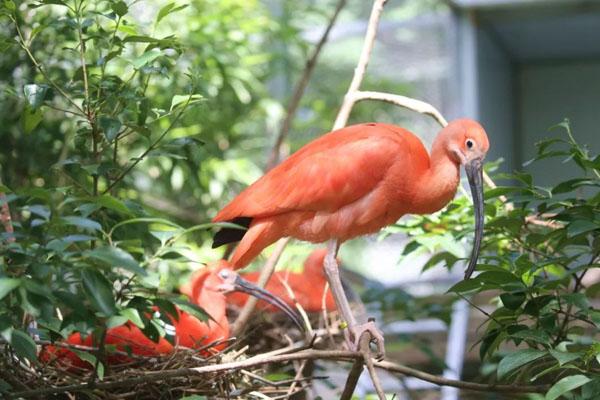 南京紅山森林動(dòng)物園游玩攻略 一日游攻略