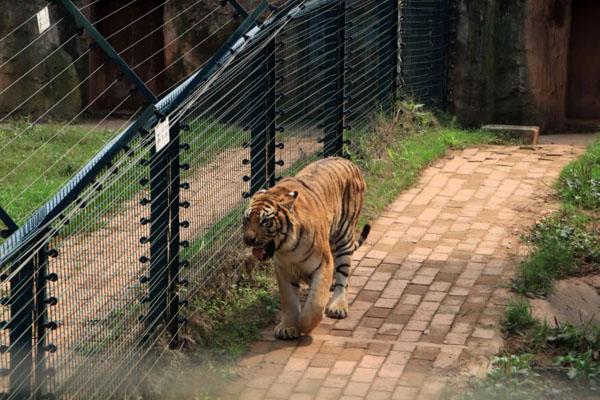 長沙生態(tài)動物園游玩攻略 一日游最佳路線
