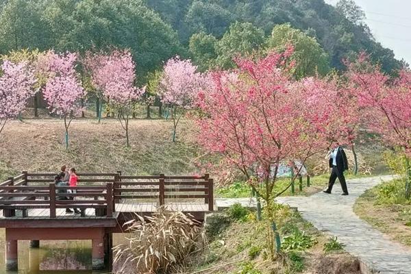 2024湘潭櫻花園門票價(jià)格 附優(yōu)惠政策