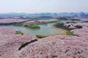 貴陽(yáng)春季賞花地點(diǎn)有哪些