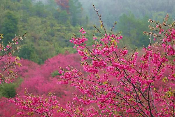 2024韶關(guān)櫻花公園開放時間