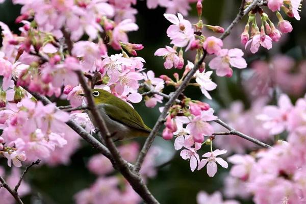 2024韶關(guān)櫻花公園開放時間