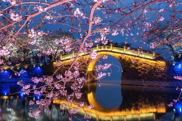 2024無(wú)錫黿頭渚賞櫻花攻略 附最佳時(shí)間及賞櫻路線
