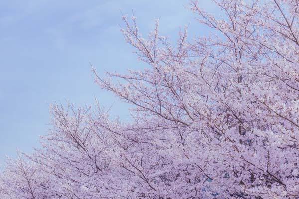 2024無(wú)錫黿頭渚賞櫻花攻略 附最佳時(shí)間及賞櫻路線