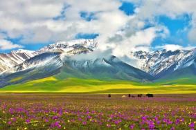 賽里木湖賞花攻略 附花名、觀賞時間、觀賞地點